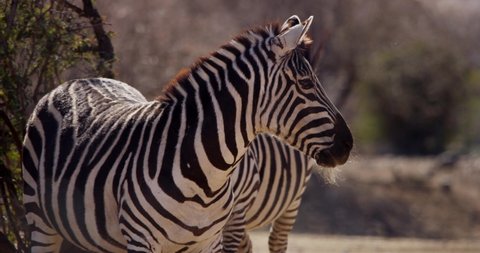 90 Zebra Cubs Stock Video Footage - 4K and HD Video Clips | Shutterstock