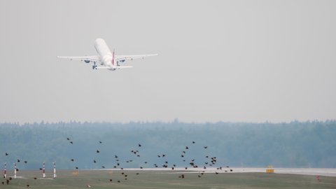 View of the runway and the plane taking off. Birds on the airfield at the airport