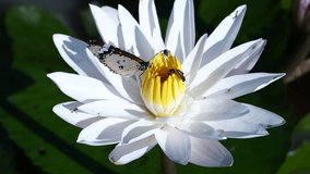 White water lily blooming in the lake have bee and butterfly vie this flower for food. This video show diversity of life in the lake.
