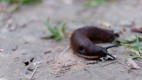 a snail crawls on the forest floor