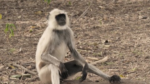 A gray Langur is also known as Hanuman Langur regionally is contemplating or thinking sitting on the ground at Ranthambore National Park