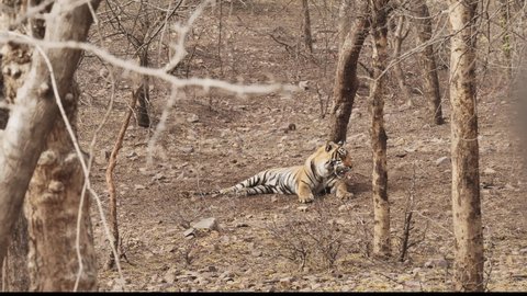 Slow-motion shot of a male tiger or tigress lying down resting in a relaxed state and yawning in a deep dry forest in a broad daylight. Concept of wildlife creatures or jungle life. 