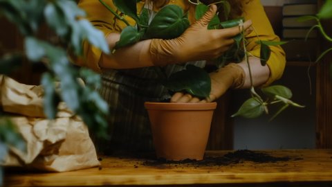 Young woman transplants epipremnum houseplant into ceramic pot. Growing indoor plants, greenery, biophilia concept.