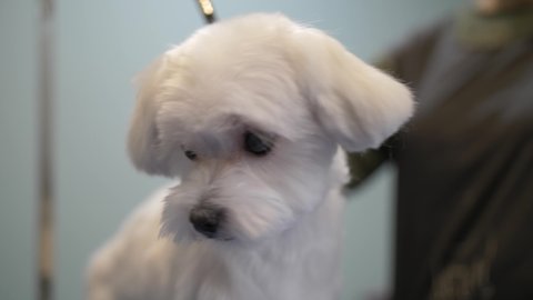 A cute little Maltese looking at the camera and shaking with her mouth open while the groomer combs it in the pet salon. Little white dog. Small white dog in a pet care salon.
