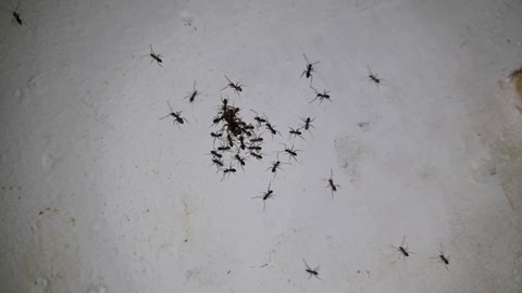 Close up of small ants, called House Ants, carrying their food.