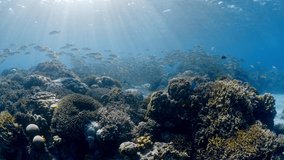 Blackspot Snapper School on a healthy coral reef