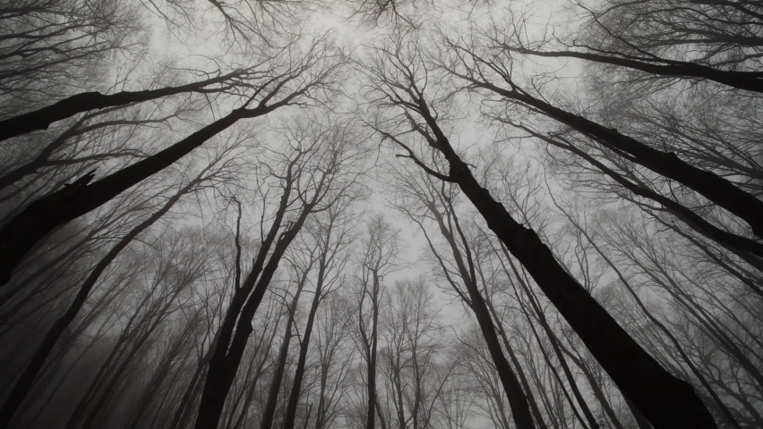 Through a foggy forest. Wide low-angle shot.