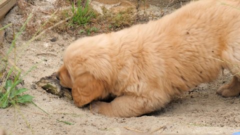 Golden Retriever Pup Playing In A Sandpit Chewing On Some Wood