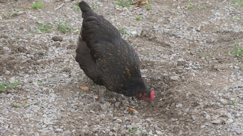 A chicken pecks and scratches the gravel ground in search of food in rocks.