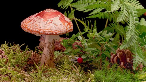 4K Time Lapse of Fly Agaric Amanita muscaria Mushroom toadstool growing on black background. Poisonous fungus with its red cap grows in autumn forest - time-lapse, close-up.