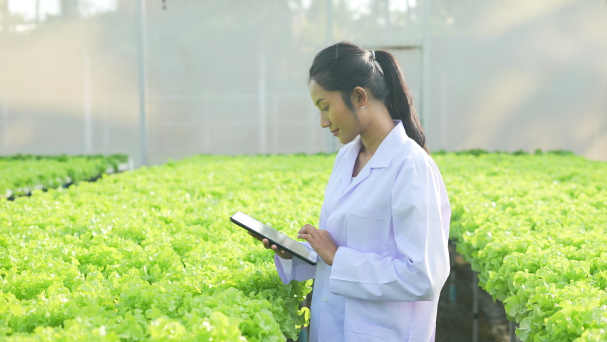 agriculture concept of 4k Resolution. Researchers are investigating plant growth in greenhouses. Keep a record of the vegetable experiment progress.