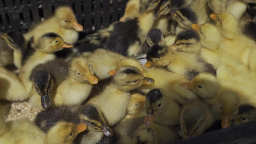 Newborn yellow young ducklings in cage on the rural market. Cute little fluffy babies chicks. Poultry farm