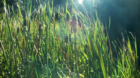 Cattails in the wind with sun flare