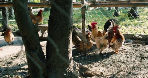 Brown hens walk into a chicken coop on a farm. Large livestock out of town. Eco factory for the production of poultry and eggs. Household.Small grown chickens run around in the aviary.