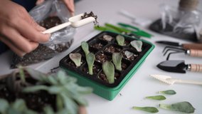 Succulent leaf propagation DIY. Woman gardening at home planting plant leaves in potting mix propagator tray for sprouting. Indoor garden in apartment - Powered by Shutterstock - Get 15% off with code: PIKWIZARD15