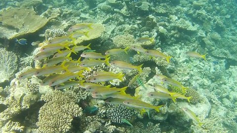 School of yellow yellowfin goatfish or mulloidichthys vanicolensis fishes. Underwater life of coral reef at Maldive islands.