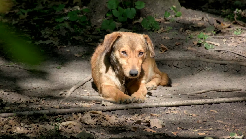 Sad brown mongrel dog chained to a chain in living conditions looking in camera. Yard old dog on a chain. Natural rural scene. Dog sits at his kennel on a metal chain. Outdoors