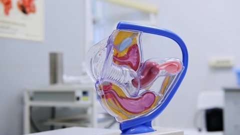 Model of the female reproductive system. Gynecology and medicine health care. The internal structure of the body: vagina, uterus, fallopian tubes, ovaries.