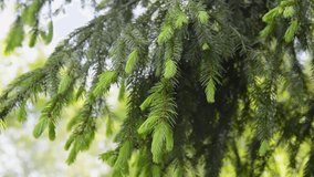 Young green fir tree branch moving in the light wind breeze. FullHD footage