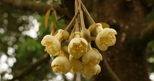 time-lapse video of blooming durian flowers