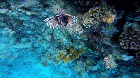 A common lionfish, Pterois volitans, in a coral reef, red sea, Egypt, Sharm el sheikh