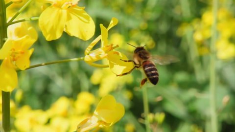 A bee collects nectar from a rapeseed flower, then flies away, 1000fps slow motion.