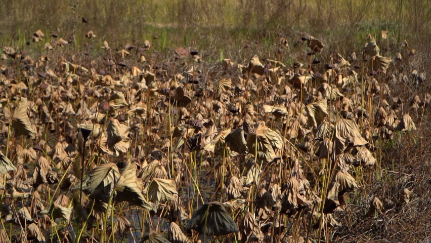 wilt lotus seed pods in the pond