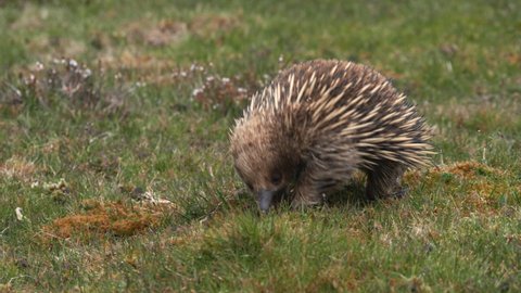 front view of an echidna searching for food in the tasmanian wilderness at cradle mountain national park