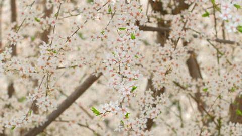 Beautiful white blooming cherry tree. Cherry blossoms in spring. Japanese sakura close-up. White bloom of a cherry tree in springtime. Hanami tradition. 