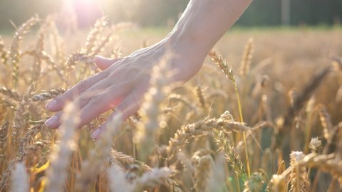Farmer girl walks through a wheat field at sunset and touches the wheat ears with her hands. Agriculture concept, harvest, spring.