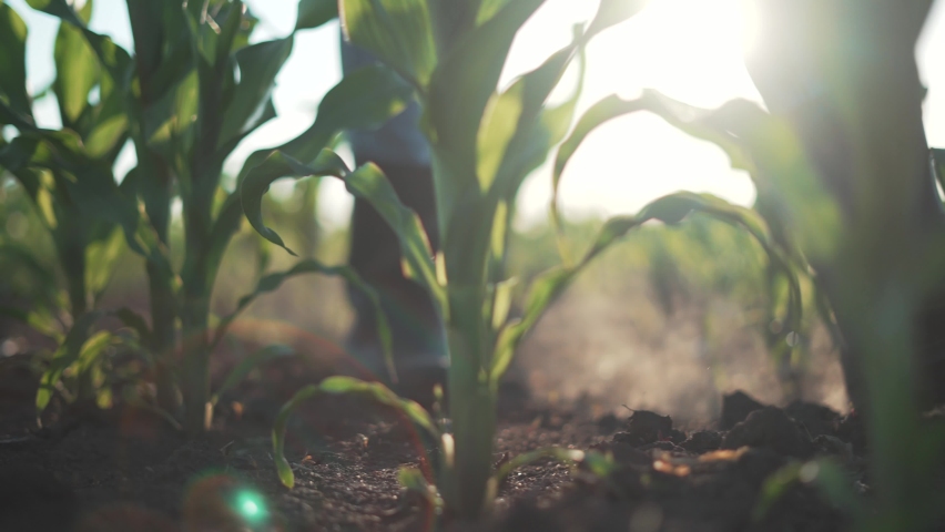 Agriculture. Farmer in rubber boots walk through corn field. Farmer feet in boots in soil with corn. Agriculture concept. Farmer in rubber boots in corn field. Agricultural business corn. Fertile soil Royalty-Free Stock Footage #1086577712