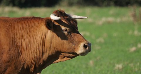 Male of the limousin cattle. The limousin is a French breed of beef cattle.