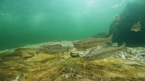 Swimming Rainbow trout underwater, Oncorhynchus mykiss. Big group of trouts. Underwater river habitat. Freshwater fish swimming in the clean river. Diving in freshwater. Snorkeling. Steelhead trout