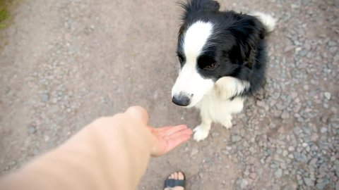 Unrecognizable person owner hand feeding funny smart hungry puppy dog with treat as reward for good behavior. Training of pet dog border collie. Owner with cute playful dog outdoors