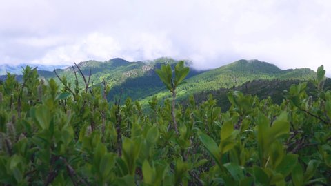 Willow-shrub; osier bed (Salicetum) in mountains. Alpine belt - view of the forest belt background. Most is Sаlix glauca.