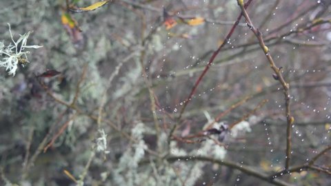 Water drops on spiders web, autumnt leafless trees in forest, foggy rainy grey weather. Droplets in fall wind on spiderweb, bare branches or dry twigs in moss close up. California flora, USA plants.