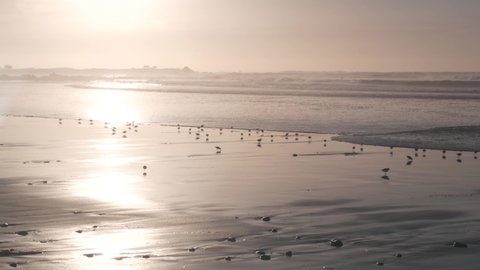 Ocean waves, many quick sandpiper birds, small sand piper plover shorebirds flock, Monterey beach wildlife, California coast sunset, USA. Sea water tide, littoral sand. Tiny fast young baby avian run.