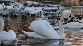 Nice swan and ducks swimming at frozen Dnipro river in Kiev at the winter time, wild life and survival