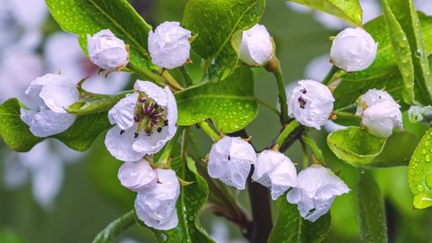 Closeup of White fruit flowers blooming on pear tree branch in fresh spring nature Growing Time lapse