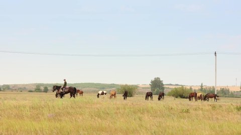 Orenburg, Russia - July 9, 2021: Herd of horses with foals graze in meadow. Countryside landscape of horses eat grass in field on hot summer day. High quality 4k footage