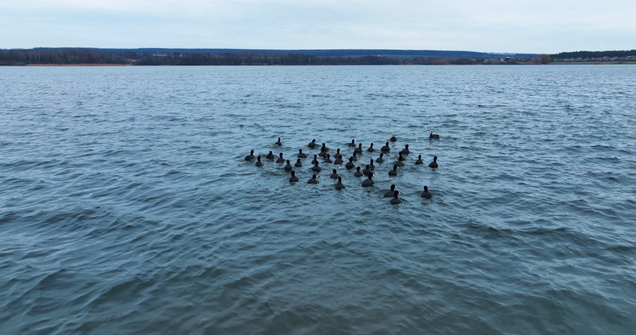 Aerial view of ducks on the lake. Flight above large flock of birds in nature.