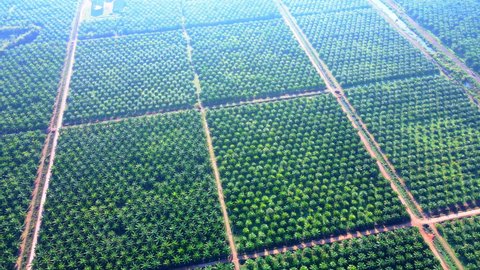 Aerial view Top-view Palm Oil Tree Plantation from above. Aerial HD birds eye view. Krabi, Thailand.