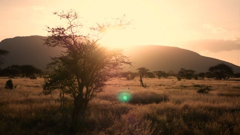 Safari Sunset in African savanna drive by with trees and mountains hills in Kenya move sunrise tsavo east west masai mara amboseli