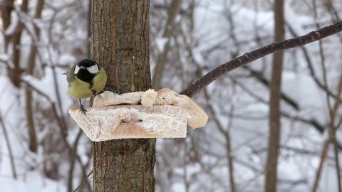 Great tit pecking at lard on a tree. Feeding birds in winter.