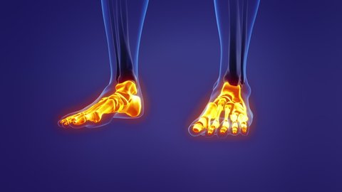 Anatomy of the human foot