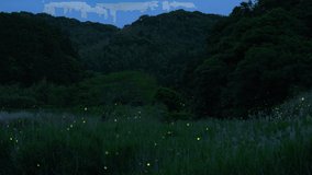 This is a video of many fireflies dancing.