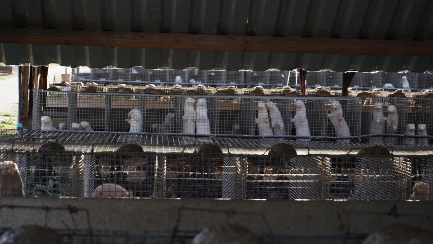 Endless rows and many minks in old and dirty cages on a mink farm - animal abuse and killing | Shutterstock HD Video #1086603299