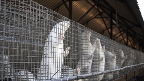Endless rows and many minks in old and dirty cages on a mink farm - animal abuse and killing