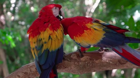 Parrot bird feathers pet video 