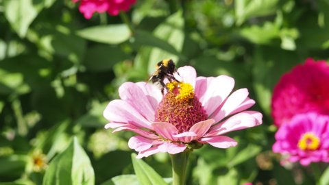 Two Bumblebees Collect Nectar from Purple and pink flower. Bumble Bee Pollinates Flowering Plant Echinacea Purpurea
